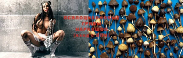 PSILOCYBIN Новокубанск